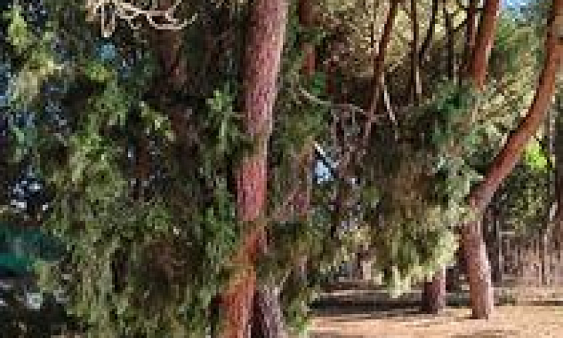 Piccola Casa In Pine...