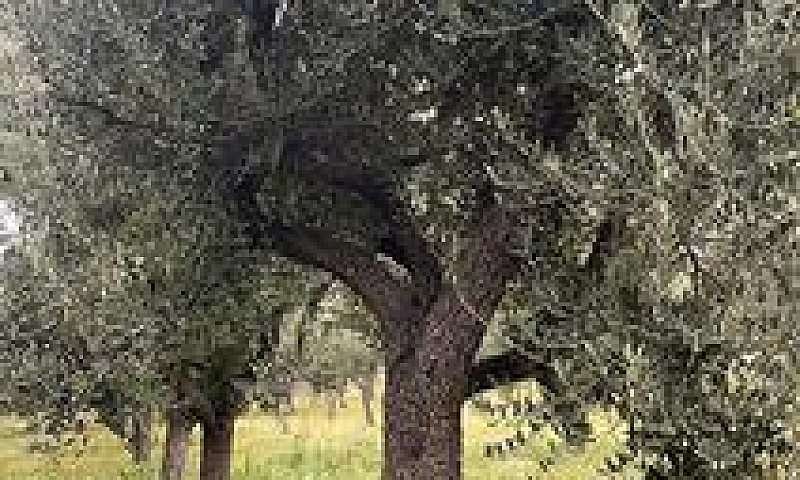 Casale Con Terreno...