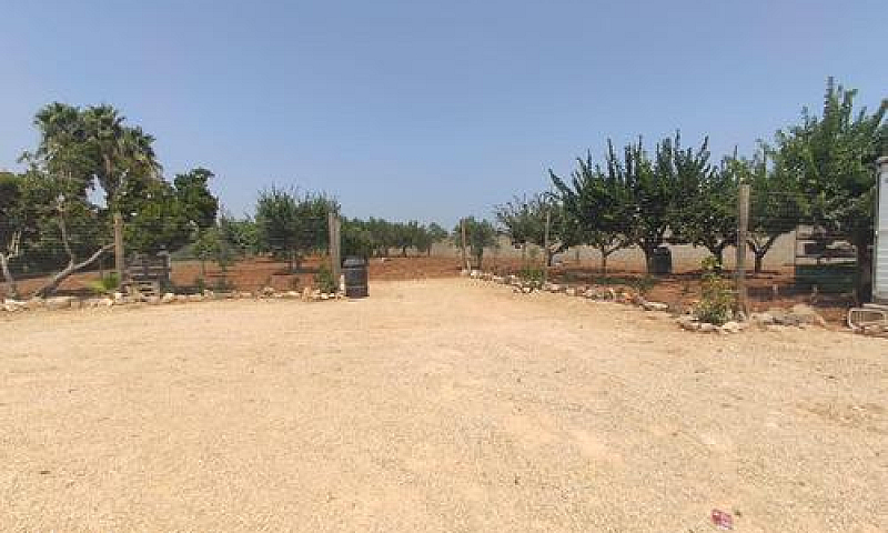 Terreno Agricolo(Fru...