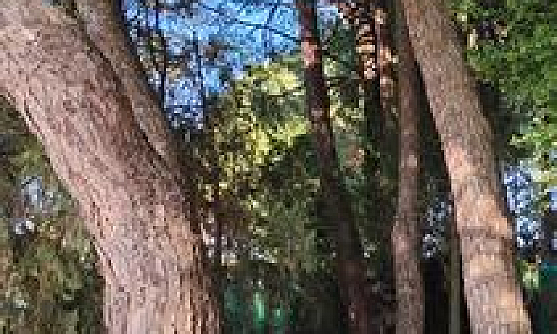 Piccola Casa In Pine...
