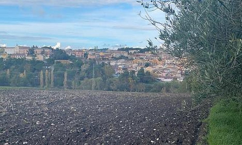 Casale Con Terreno...