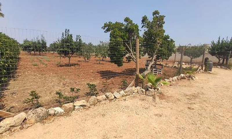 Terreno Agricolo(Fru...