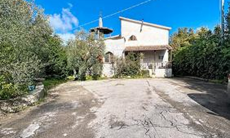 Ampia Porzione Di Vi...