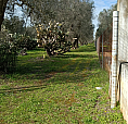 Casa Da Ristrutturare Con Terreno