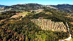 Se140-Serrazzano-Podere Con 50 Ettari Di Terreno