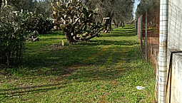Casa Da Ristrutturare Con Terreno