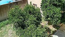 Semi Indipendente Con Giardino In Centro