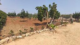 Terreno Agricolo(Frutteto) Di Circa 1830 Mq